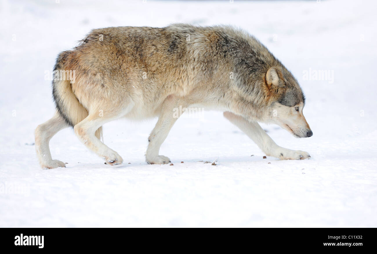 La vallée du Mackenzie, Loup Loup toundra de l'Alaska ou canadien Timber Wolf (Canis lupus occidentalis) dans la neige, l'affichage de rang inférieur Banque D'Images