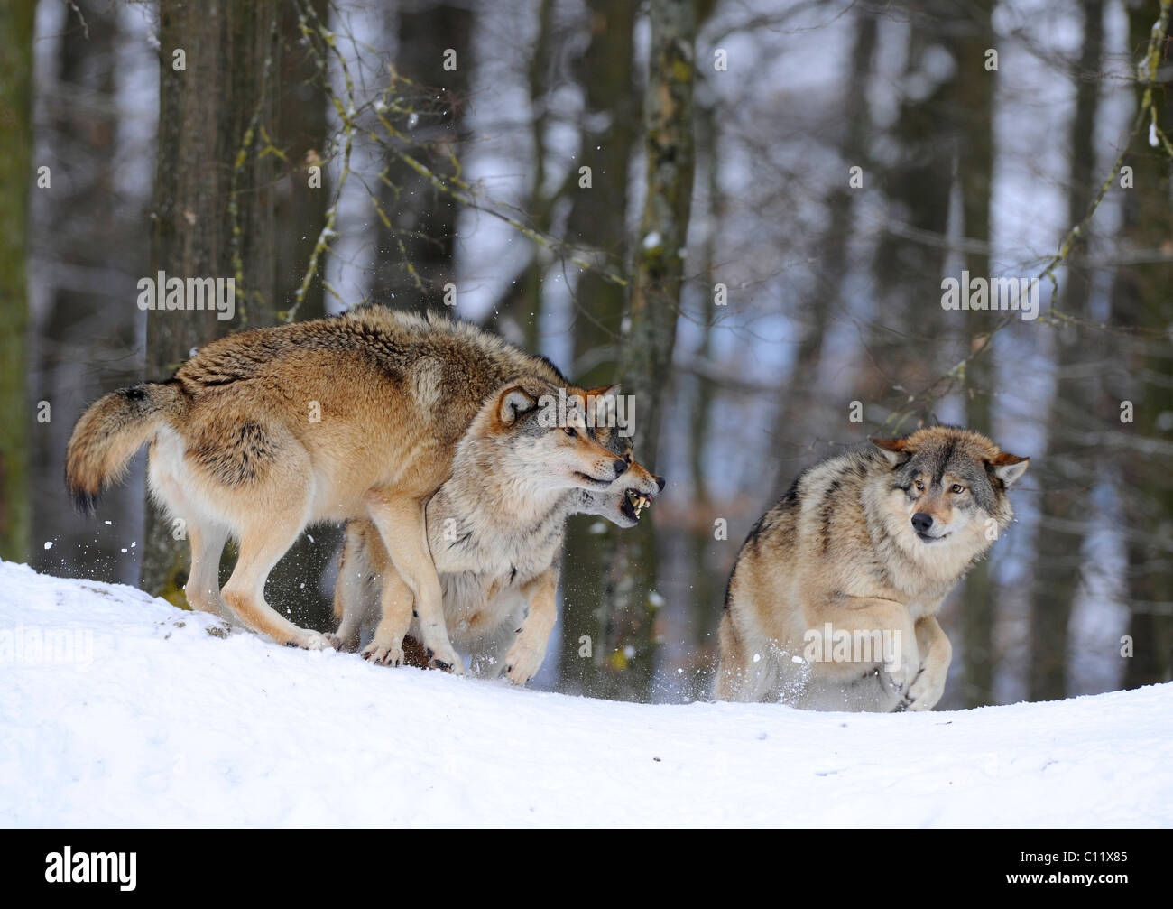La réprimande d'un rang inférieur par un loup alpha de la meute, à droite, sur une louve au milieu, Mackenzie, le loup de la toundra d'Alaska Banque D'Images