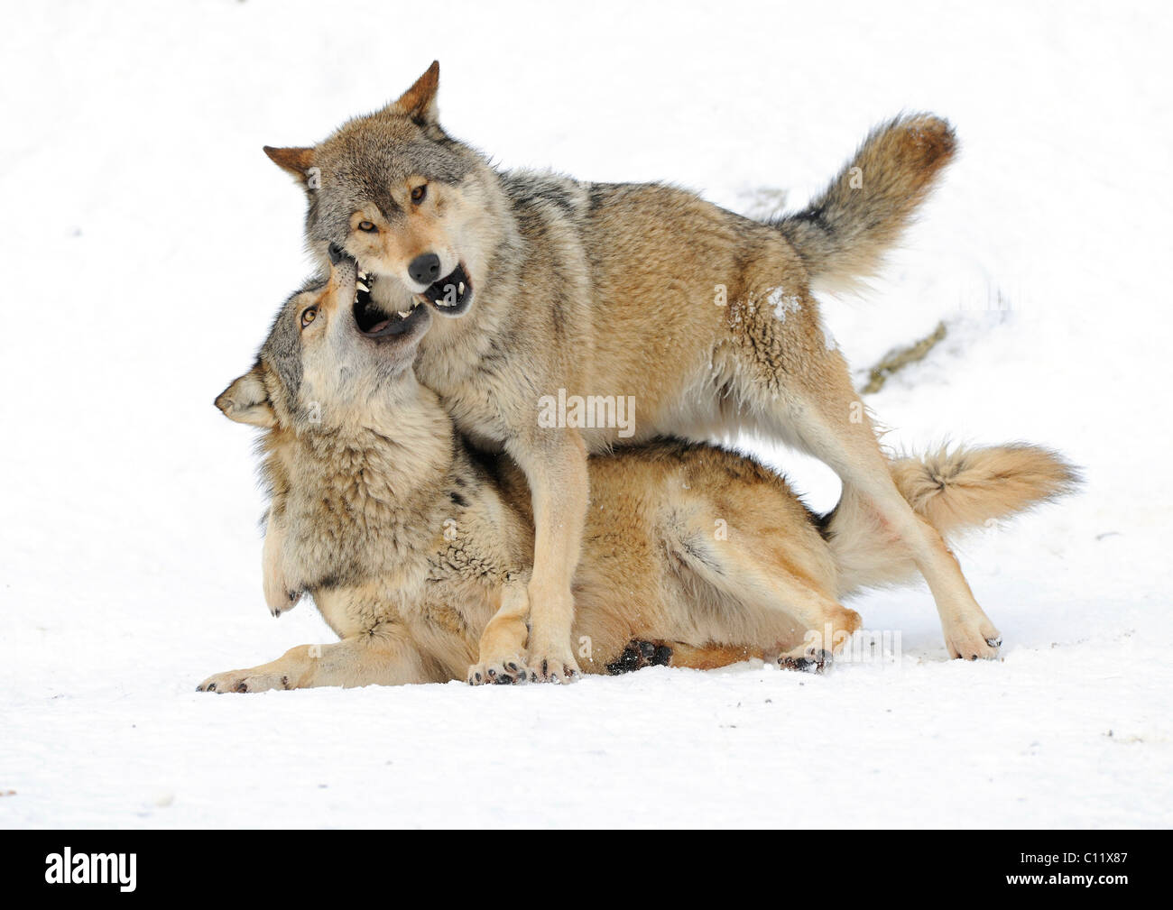 Combats, jouant les loups, CUB, Mackenzie le loup, loup toundra de l'Alaska ou canadien Timber Wolf (Canis lupus occidentalis) dans le Banque D'Images