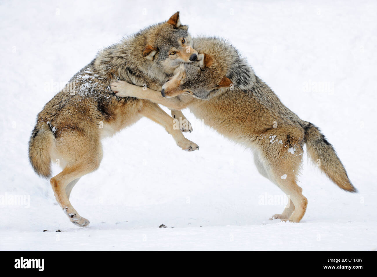 Combats, jouant les loups, CUB, Mackenzie le loup, loup toundra de l'Alaska ou canadien Timber Wolf (Canis lupus occidentalis) dans le Banque D'Images