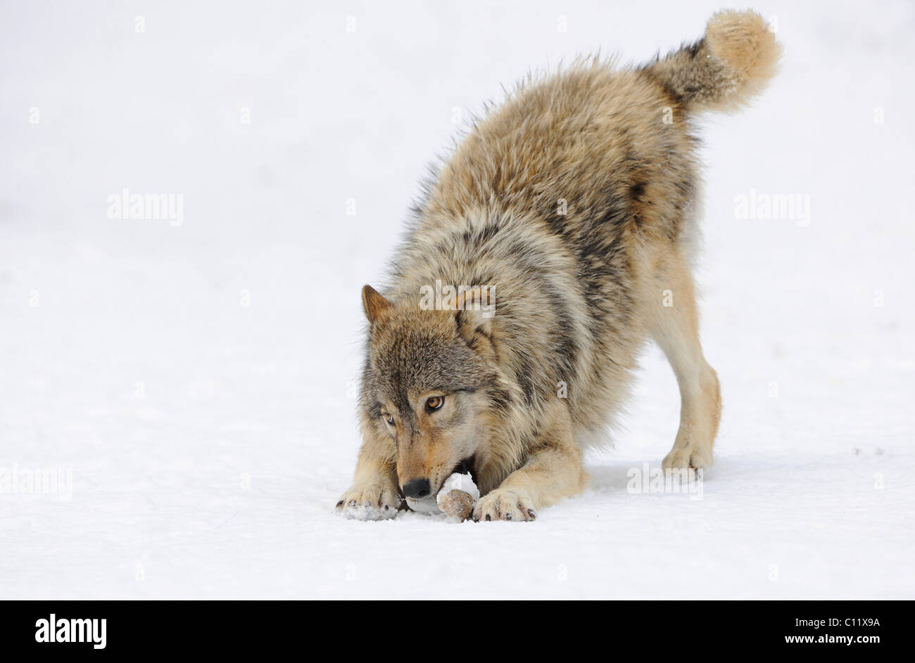 Loup du Mackenzie, toundra de l'Alaska Wolf ou canadien Timber Wolf (Canis lupus occidentalis), Cub jouer dans la neige Banque D'Images