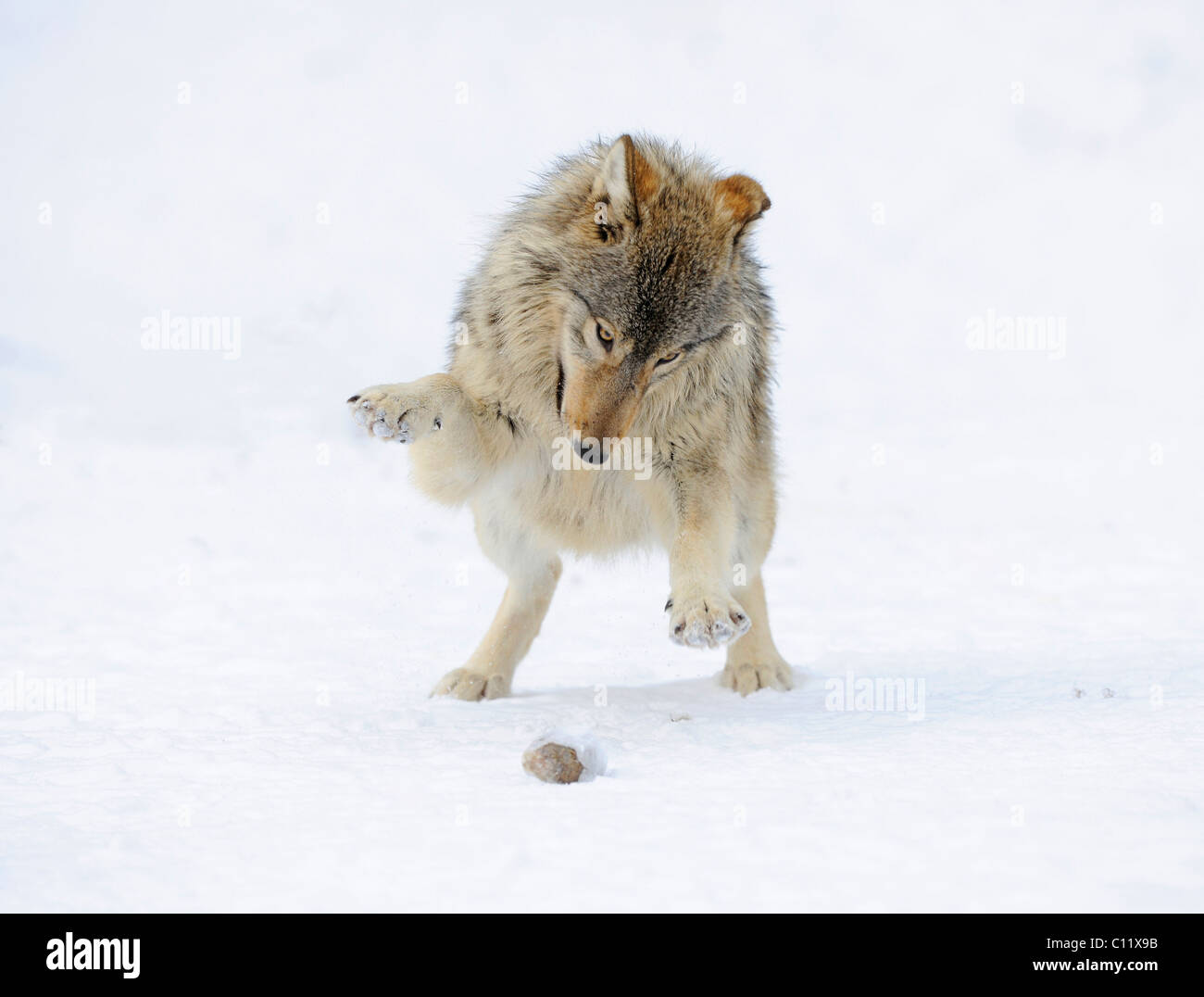 Loup du Mackenzie, toundra de l'Alaska Wolf ou canadien Timber Wolf (Canis lupus occidentalis), Cub jouer dans la neige Banque D'Images