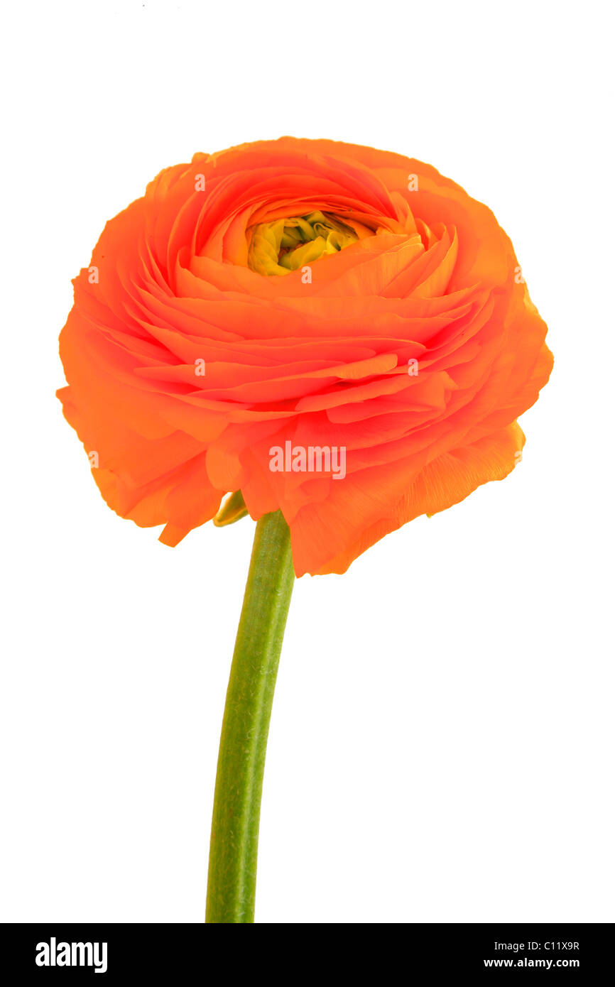 (Ranunculus), fleur Banque D'Images