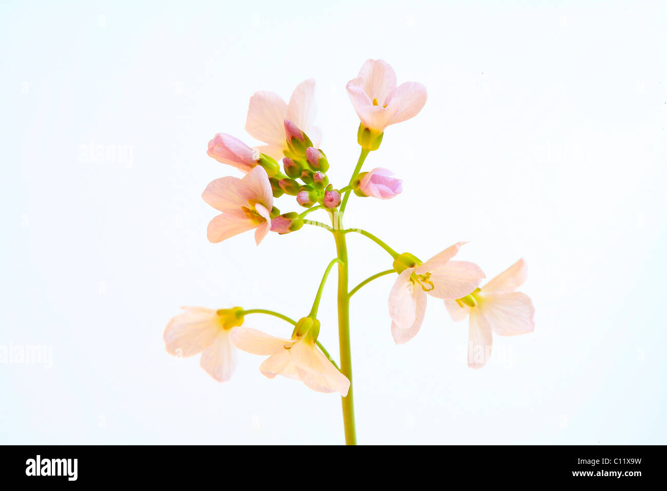 Fleur de coucou ou Lady's Smock (Cardamine pratensis) Banque D'Images