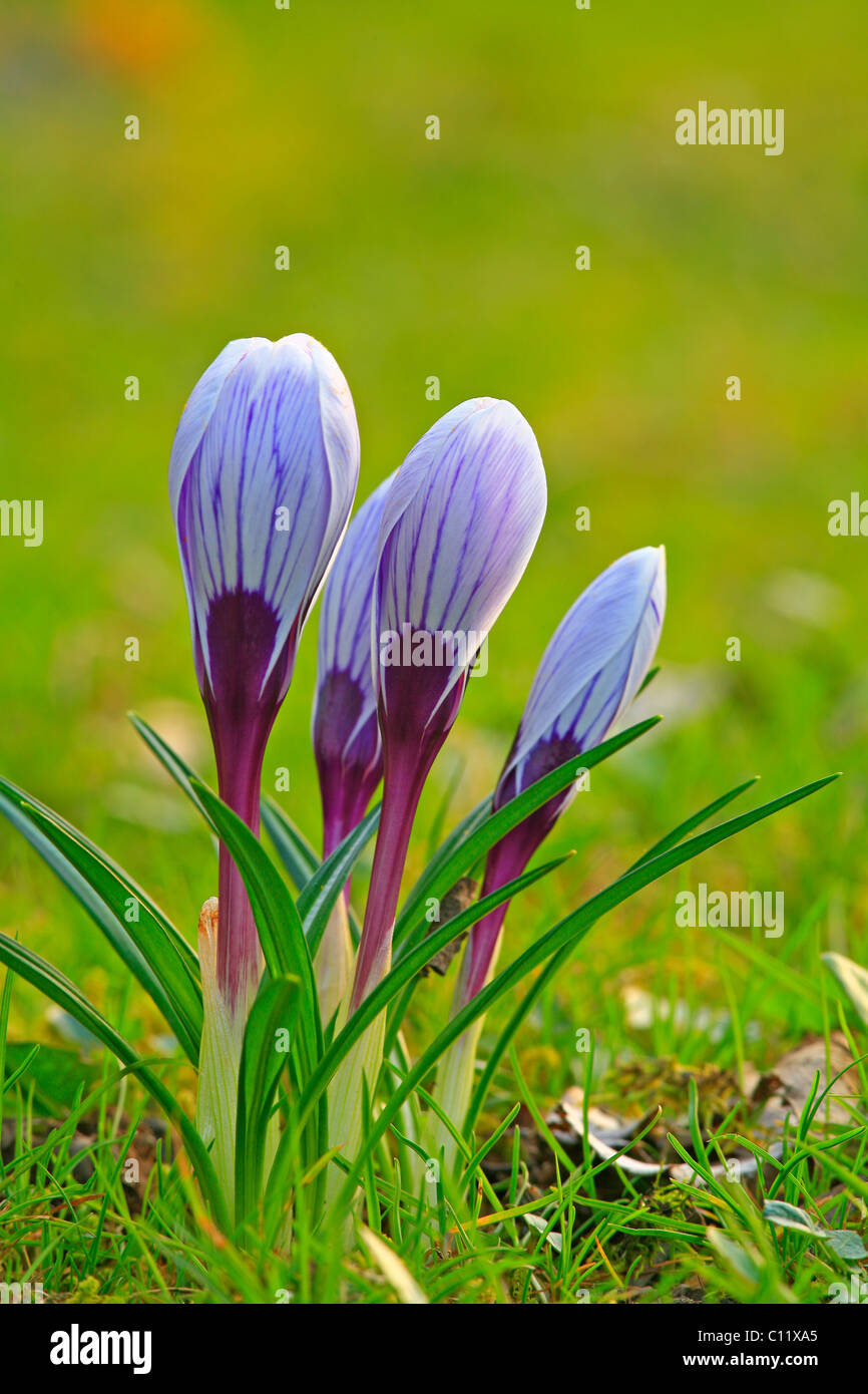 Crocus (Crocus) au printemps dans un pré Banque D'Images