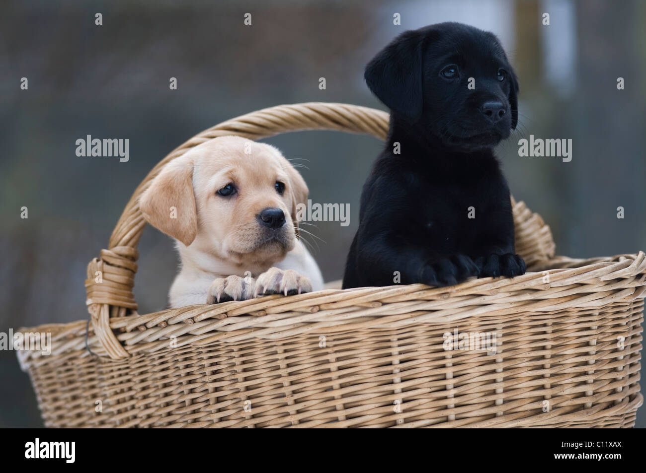 Labrador Retriever puppies (Canis lupus familiaris) sont à la recherche d'un panier Banque D'Images