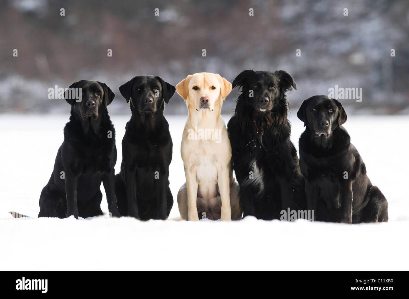 Labrador Retriever à Poil Plat et Retrievers (Canis lupus familiaris), assis dans la neige Banque D'Images