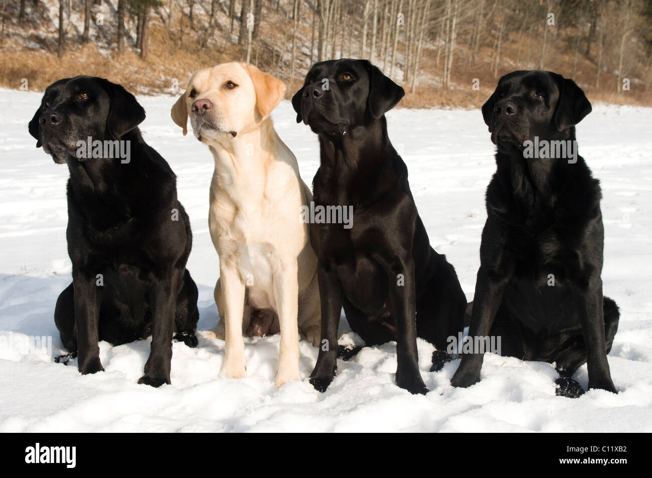 Labrador Retriever à Poil Plat et Retrievers (Canis lupus familiaris), assis dans la neige Banque D'Images
