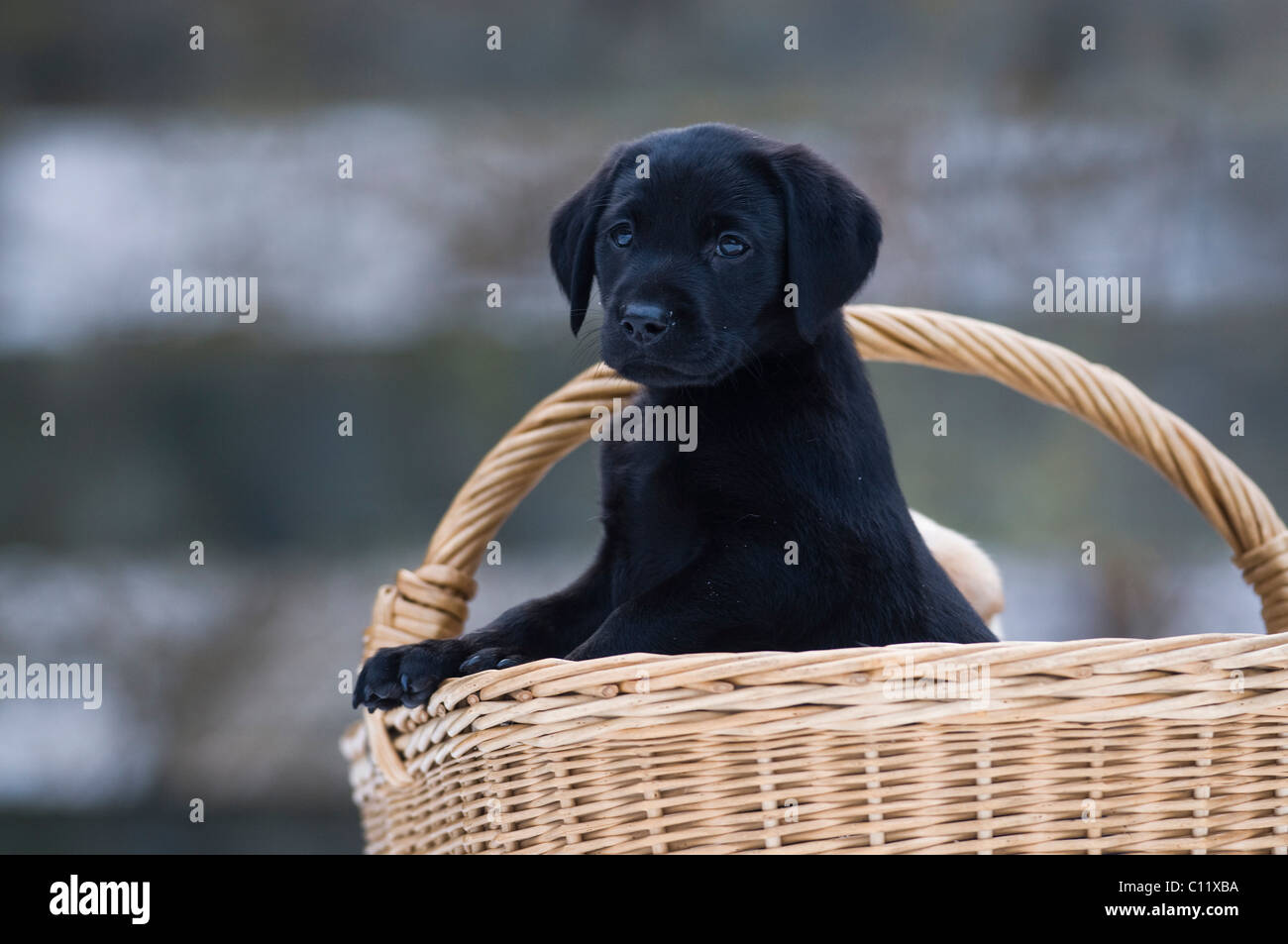 Labrador Retriever chiot (Canis lupus familiaris) à la recherche d'un panier Banque D'Images