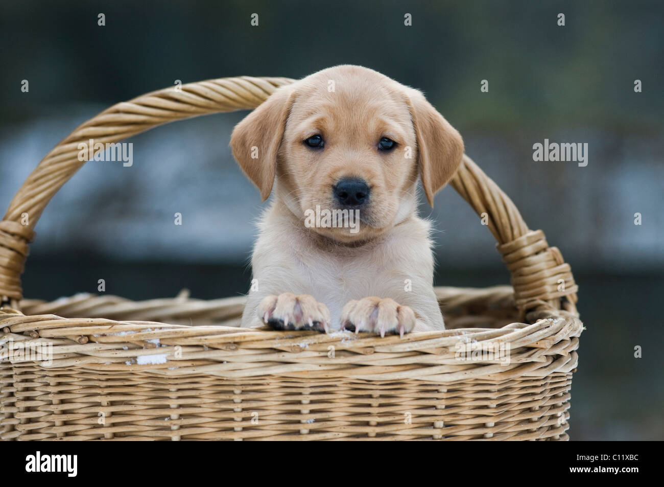 Labrador Retriever chiot (Canis lupus familiaris) à la recherche d'un panier Banque D'Images