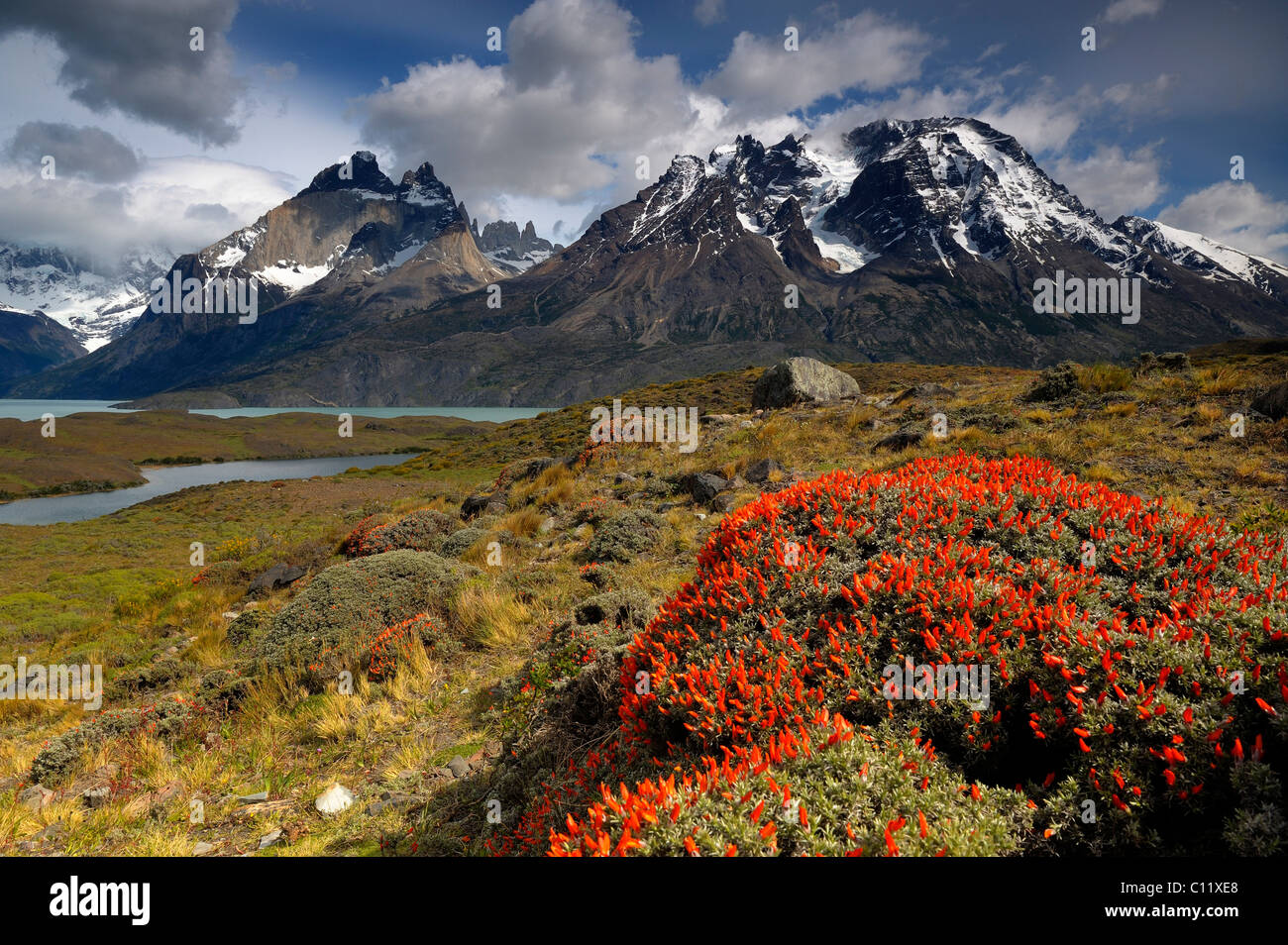Le Massif de Torres del Paine, avec Coussin Rouge (Usine Anarthrophyllum desideratum), Patagonie, Chili, Amérique du Sud Banque D'Images