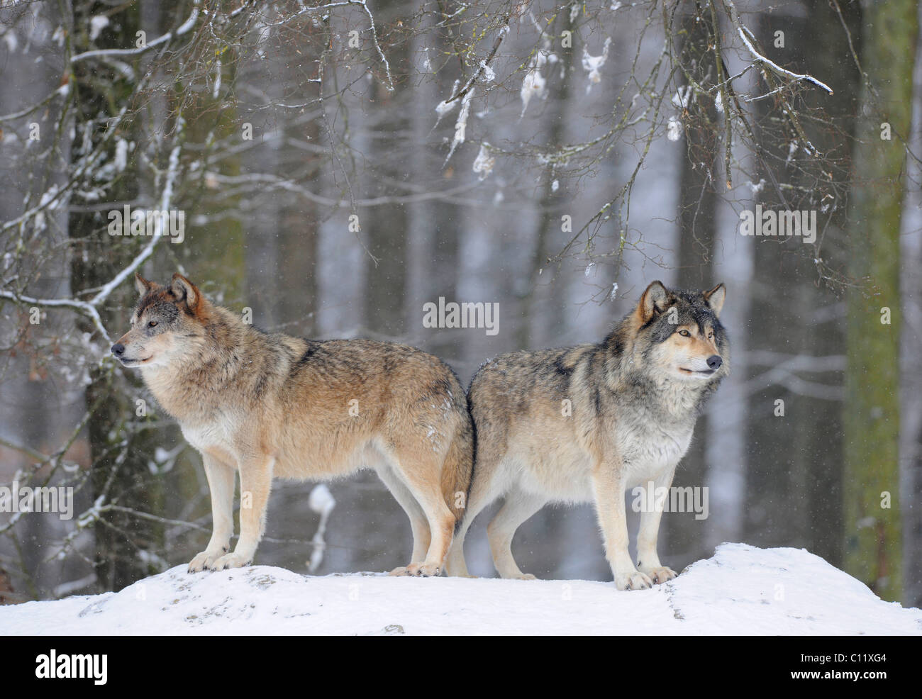 Loup du Mackenzie, toundra de l'Alaska Wolf ou canadien Timber Wolf (Canis lupus occidentalis) dans la neige, alpha Banque D'Images