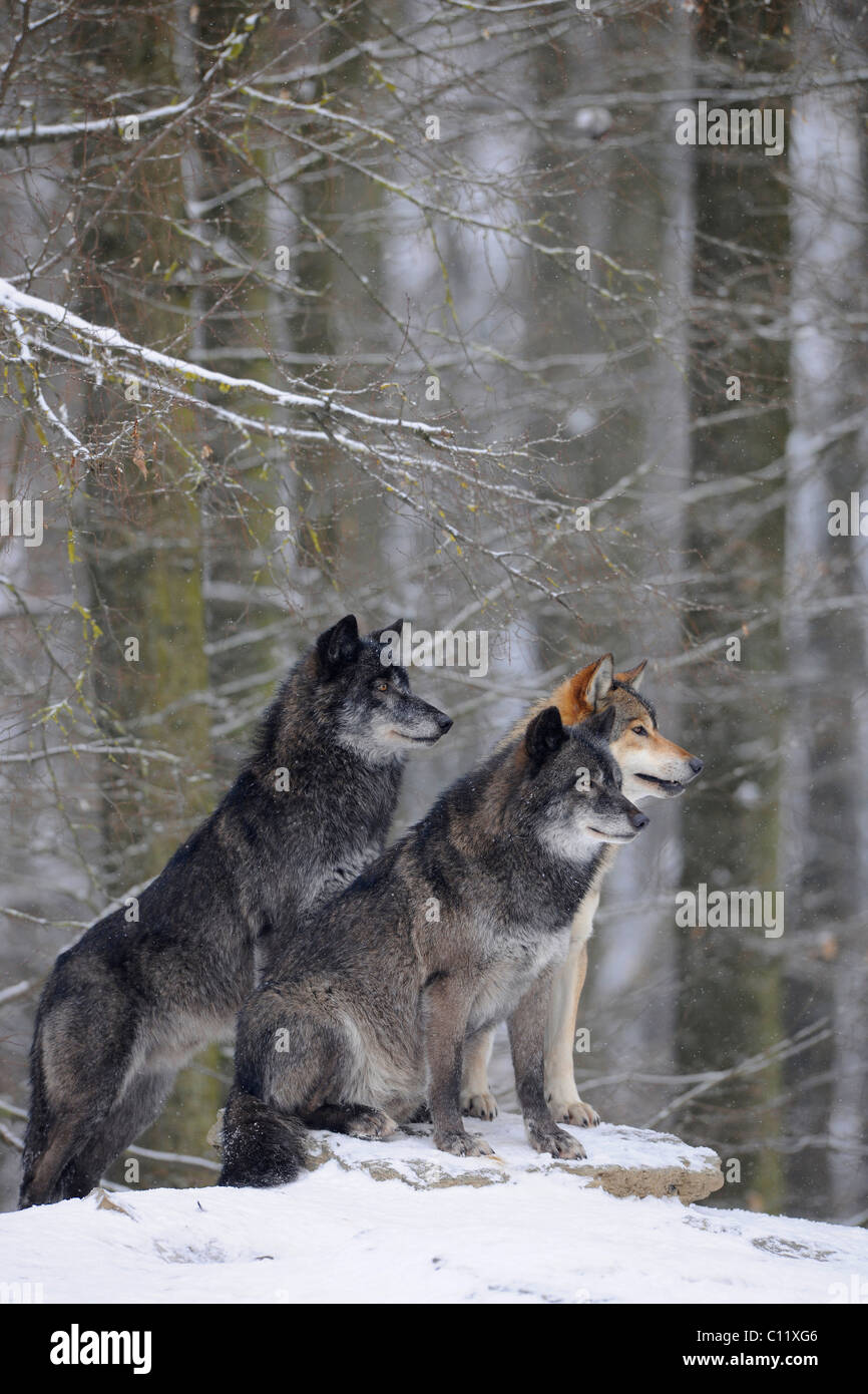 Loup du Mackenzie, toundra de l'Alaska Wolf ou canadien Timber Wolf (Canis lupus occidentalis), deux loups dans la neige Banque D'Images