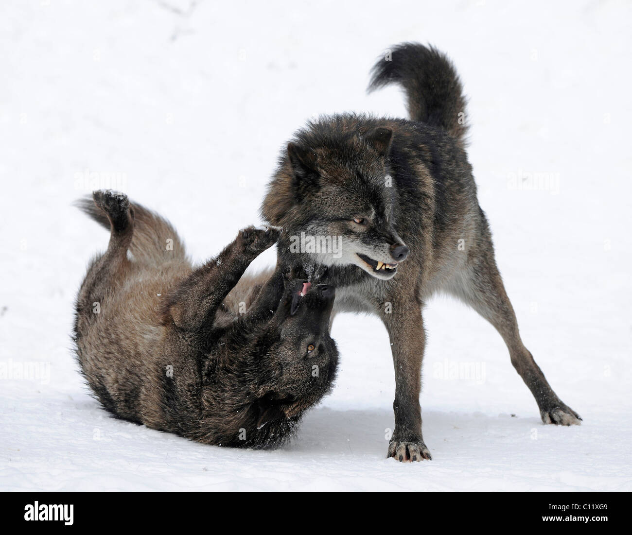 Loup du Mackenzie, toundra de l'Alaska Wolf ou canadien Timber Wolf (Canis lupus occidentalis), dans la neige, deux loups se battre pour Banque D'Images