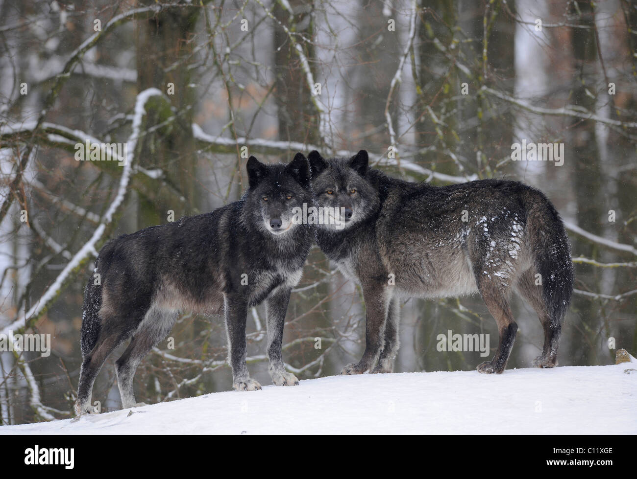 Loup du Mackenzie, toundra de l'Alaska Wolf ou canadien Timber Wolf (Canis lupus occidentalis), deux loups dans la neige Banque D'Images