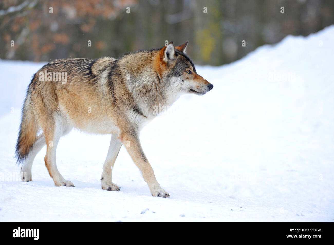 Loup du Mackenzie, toundra de l'Alaska Wolf ou canadien Timber Wolf (Canis lupus occidentalis) dans la neige, alpha Banque D'Images