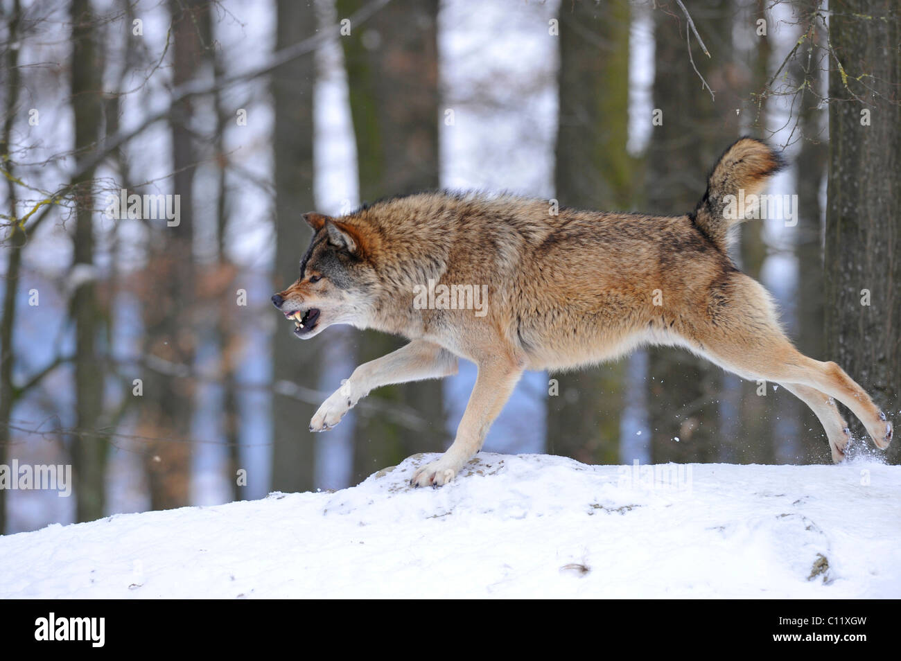 Loup du Mackenzie, toundra de l'Alaska Wolf ou canadien Timber Wolf (Canis lupus occidentalis) dans la neige, la réprimande par l'alpha de Banque D'Images