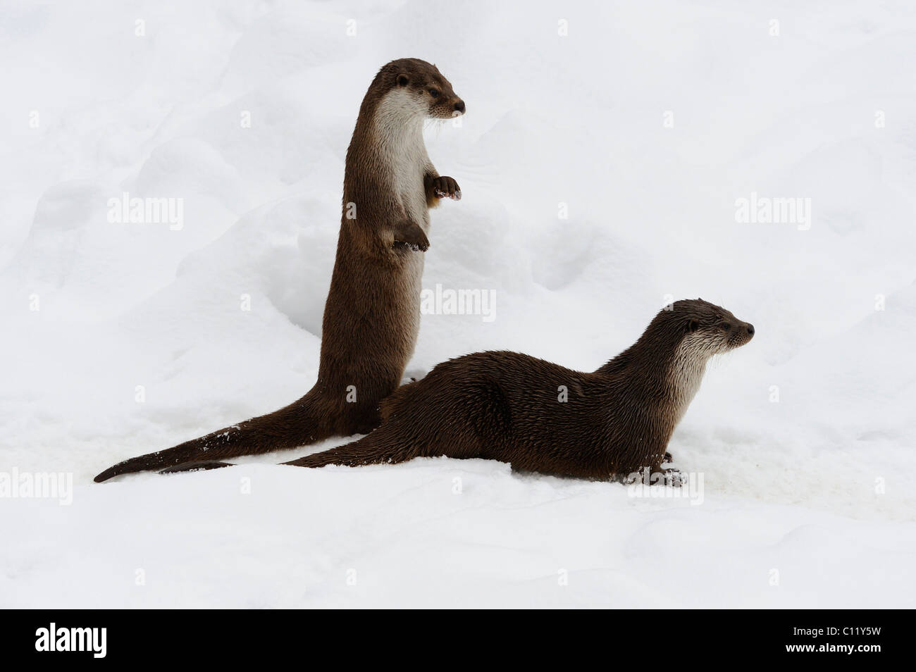 La loutre européenne (Lutra lutra) Banque D'Images