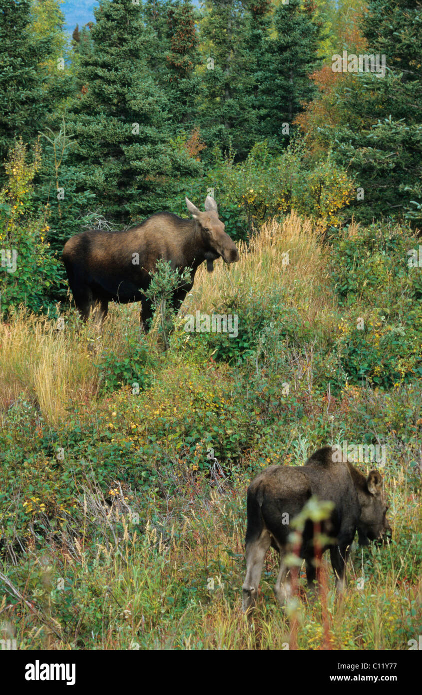 Les Vaches à l'orignal (Alces alces) à l'automne, Alaska, USA Banque D'Images