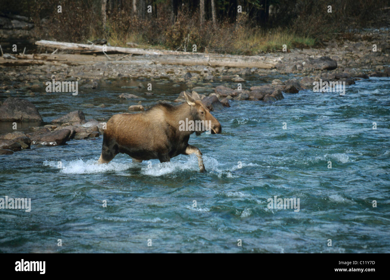 La vache de l'orignal (Alces alces) traversant une rivière, Alberta, Canada Banque D'Images