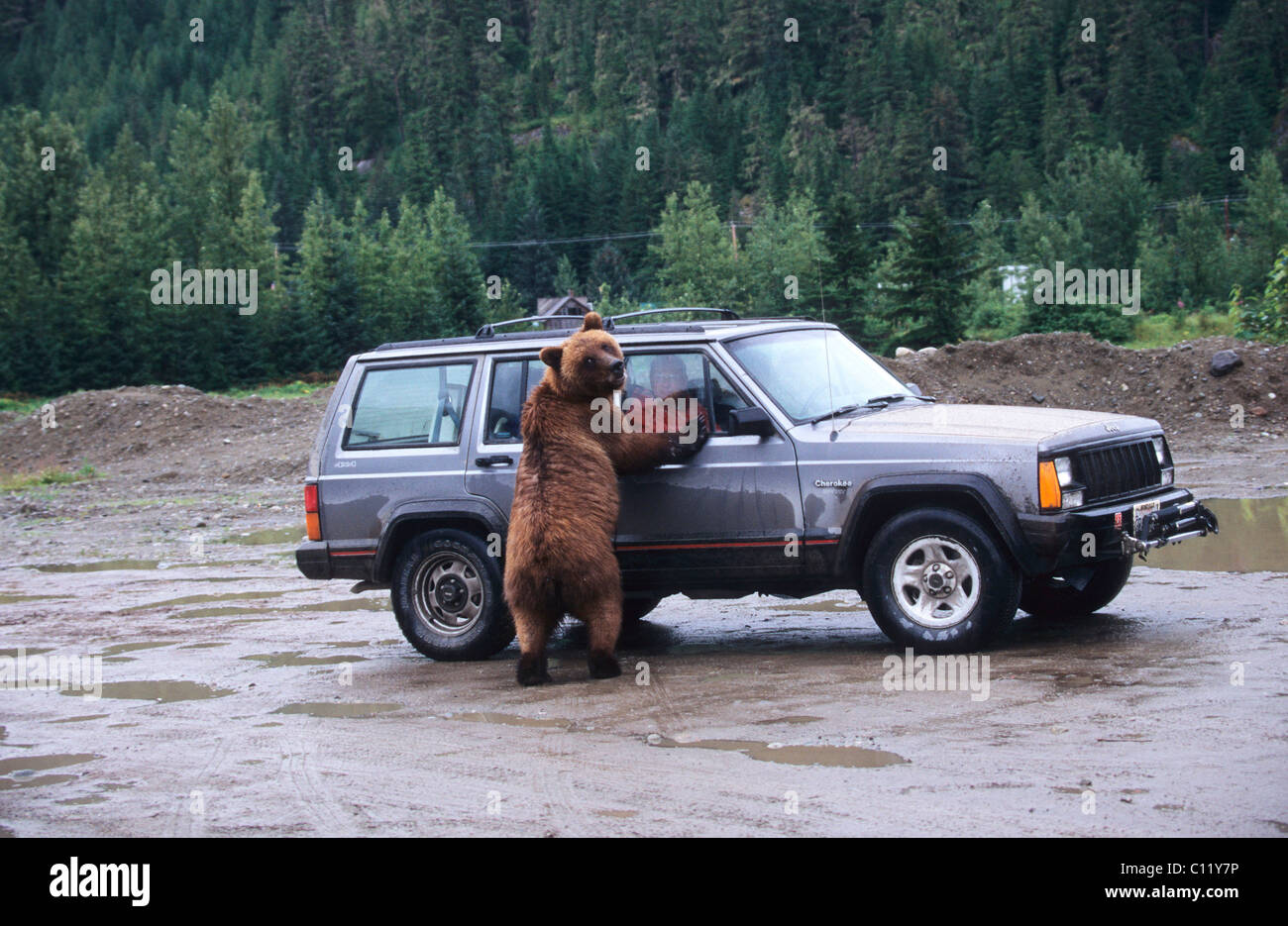 Ours grizzli (Ursus arctos horribilis) attaque une voiture, Alaska, USA Banque D'Images