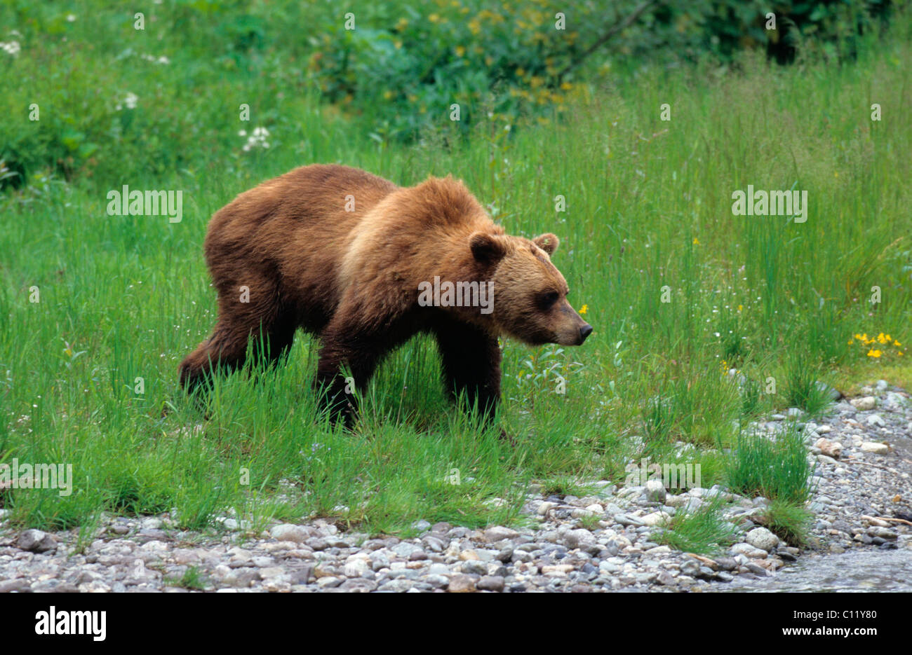 Ours grizzli (Ursus arctos horribilis), Alaska, USA Banque D'Images