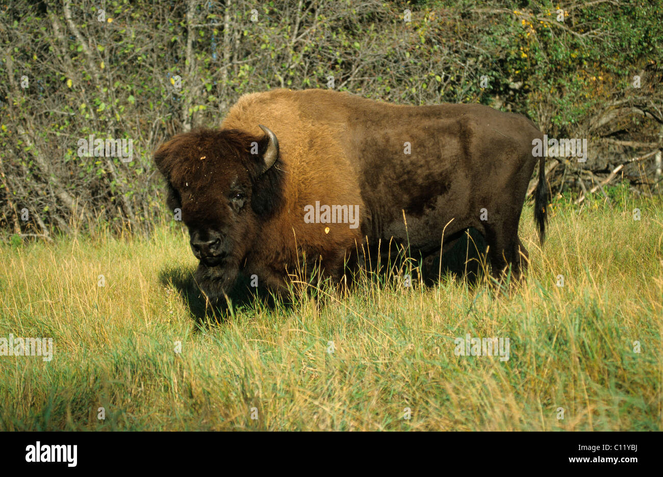 Bison d'Amérique ou American Bison (Bison bison), l'élan Islande National Park, Alberta, Canada Banque D'Images