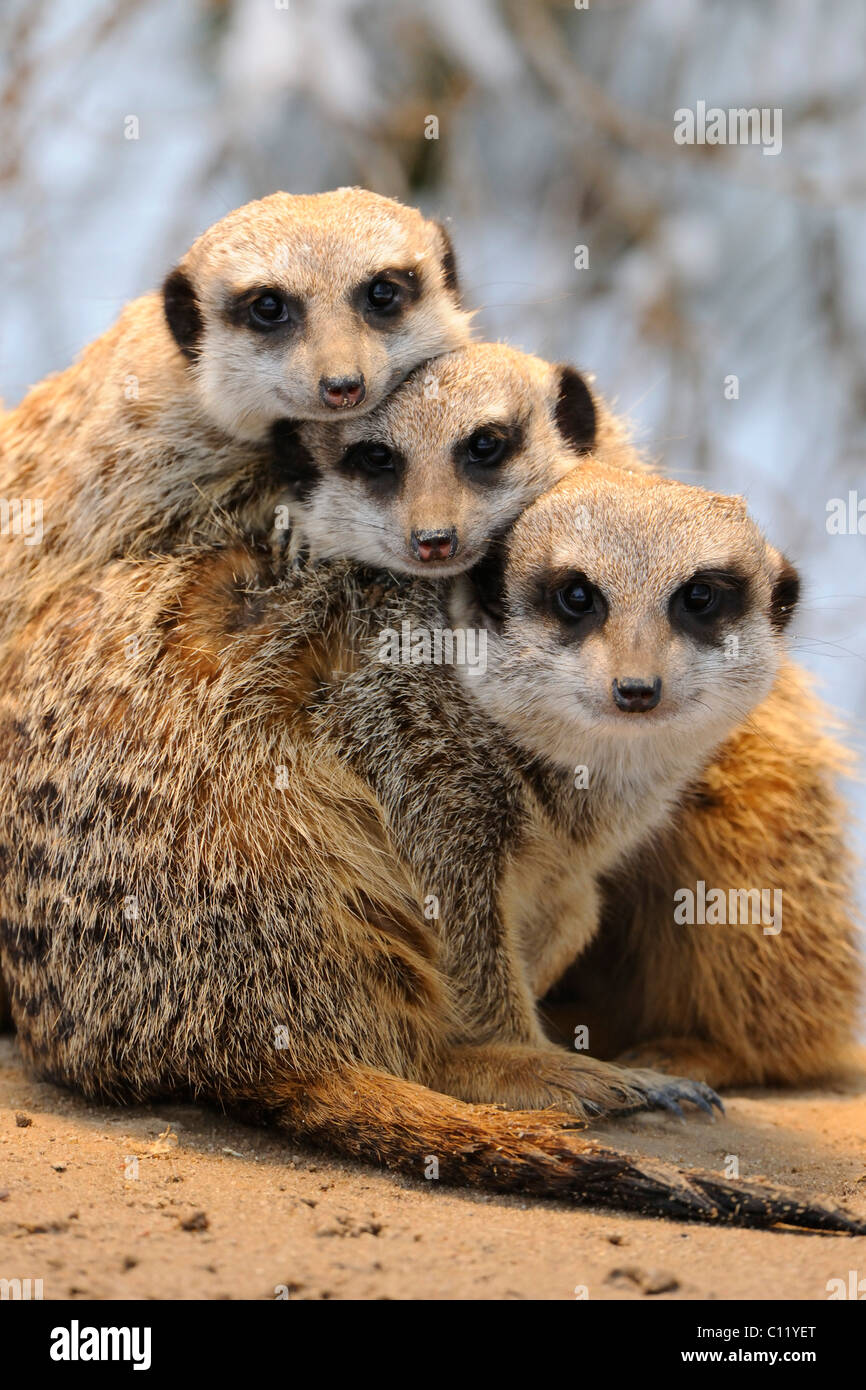 Les suricates (Suricata suricatta) Banque D'Images