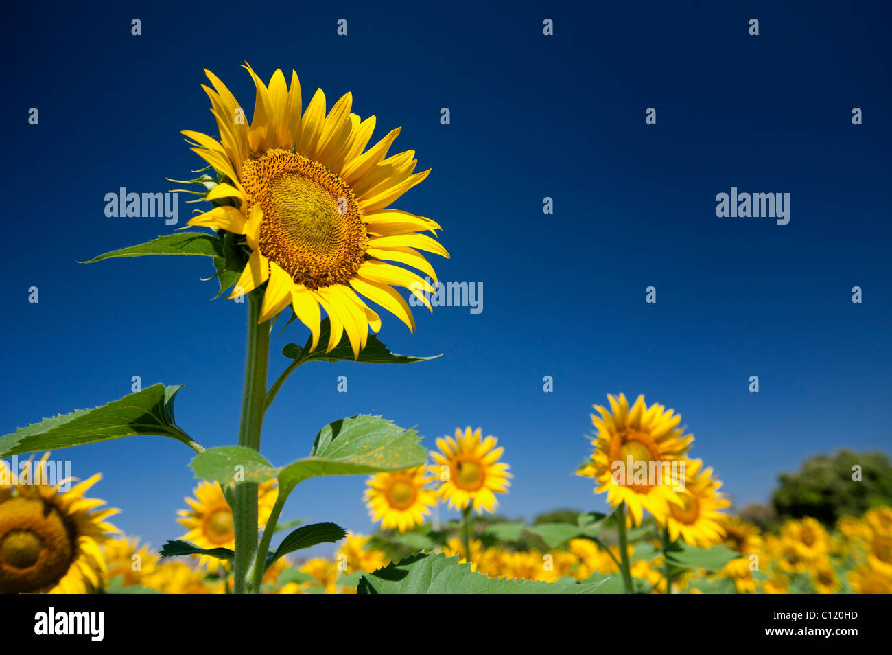 La culture des tournesols dans la campagne indienne, de l'Andhra Pradesh, Inde Banque D'Images