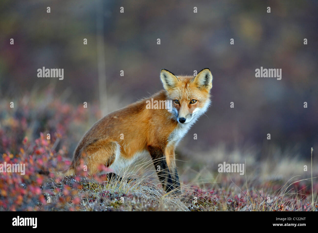 Fox (Vulpes vulpes) à l'aube, le parc national Denali, Alaska, USA Banque D'Images