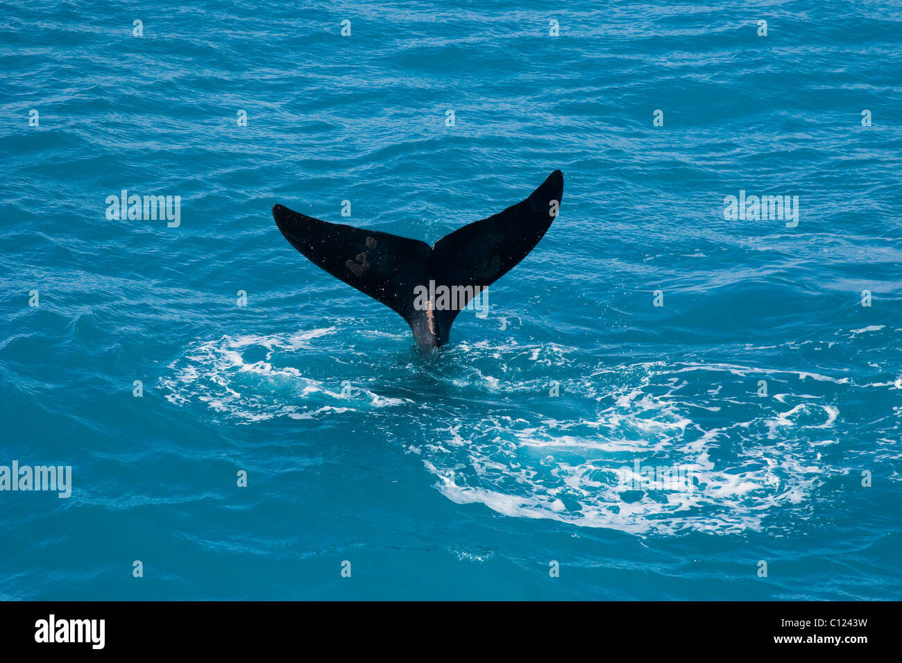 Queue de baleine à la tête du golfe de Nullarbor Australie Banque D'Images