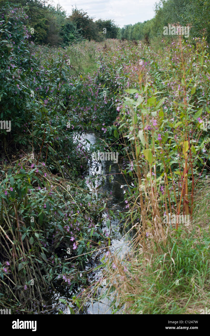 Balsamine de l'himalaya Impatiens glandulifera Banque D'Images