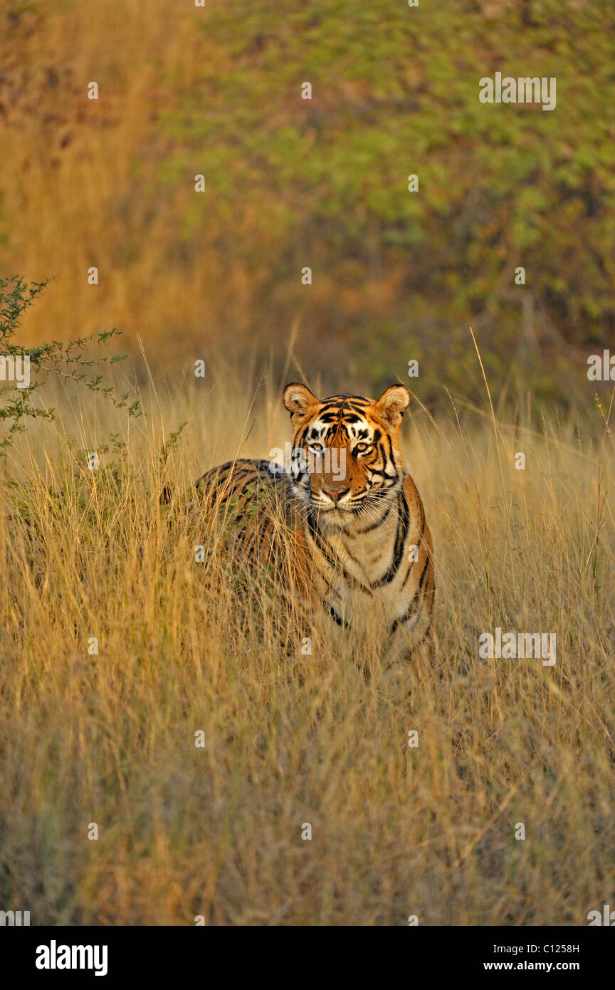 Tigre (Panthera tigris) dans les herbes sèches de la réserve de tigres de Ranthambore, Rajasthan, Inde, Asie Banque D'Images