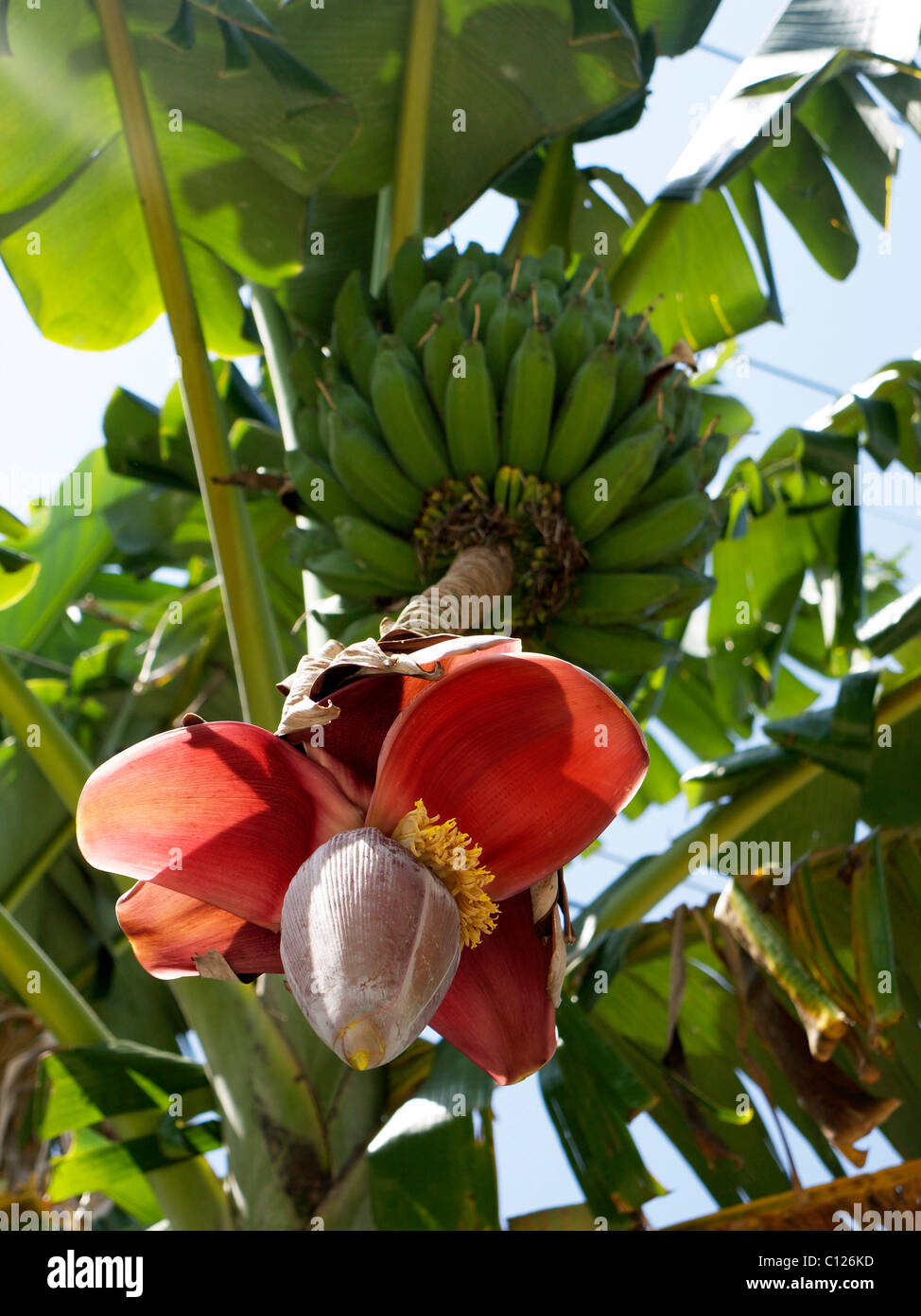 Bananier (Musa) avec des fleurs, la mer d'Andaman, Phuket, Thailande, Asie Banque D'Images