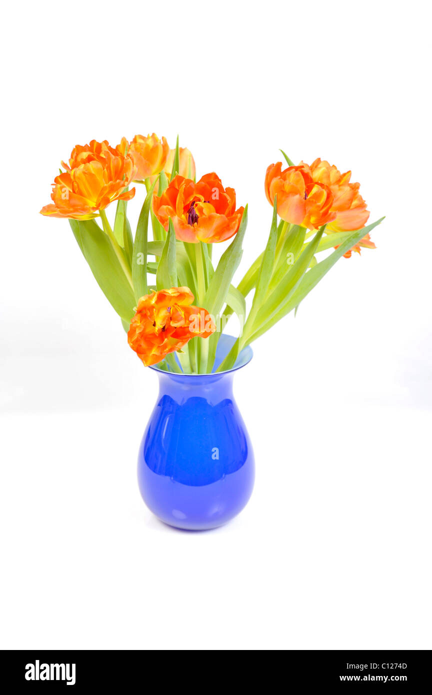 Perroquet Orange tulipes dans un vase Banque D'Images