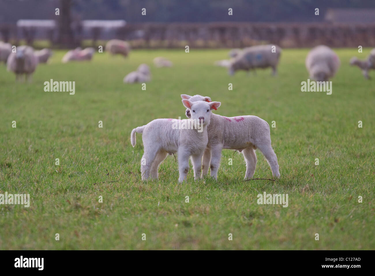 Une paire d'agneaux regardant la caméra dans un champ rempli de moutons et agneaux Banque D'Images