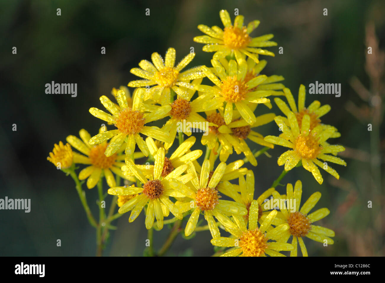 Fleurs de séneçon jacobée (Senecio jacobaea) avec dewdrops, plante toxique Banque D'Images