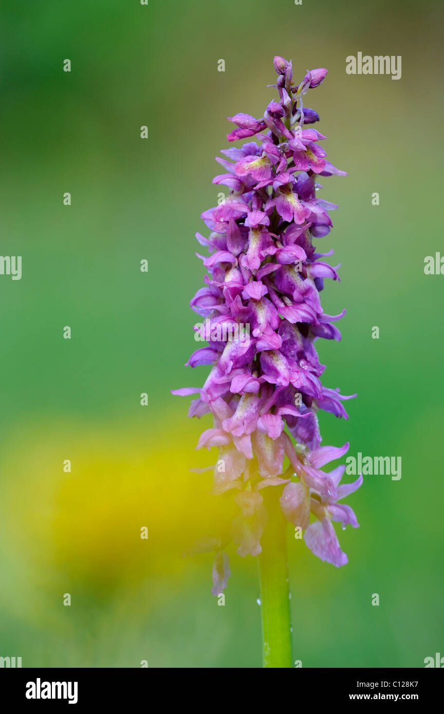Hybride de Early Purple Orchid (Orchis mascula) et Pale Flowered Orchid (Orchis pallens) Banque D'Images