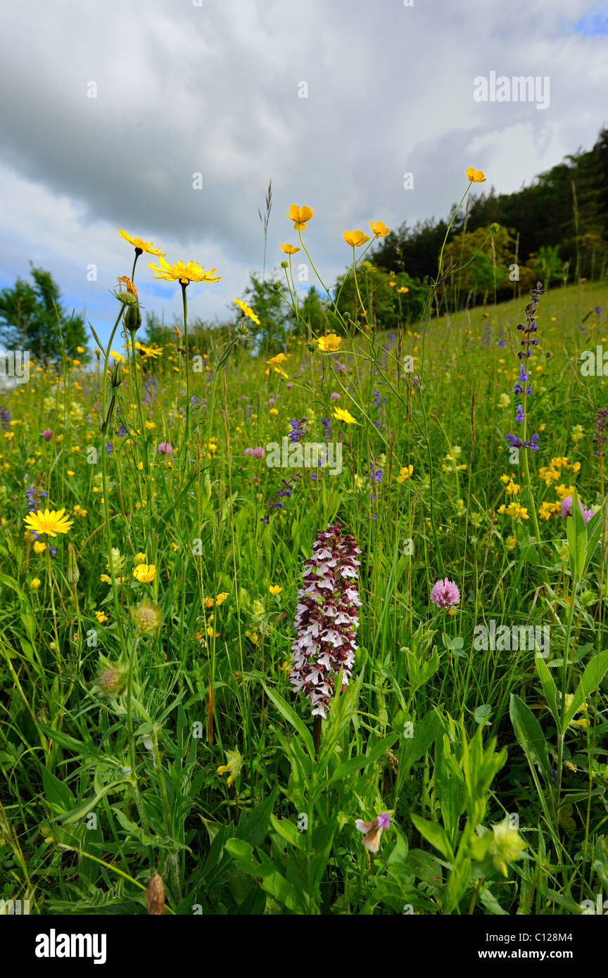 Lady Orchid (Orchis purpurea), dans un pré, Jura souabe, Bade-Wurtemberg, Allemagne, Europe Banque D'Images