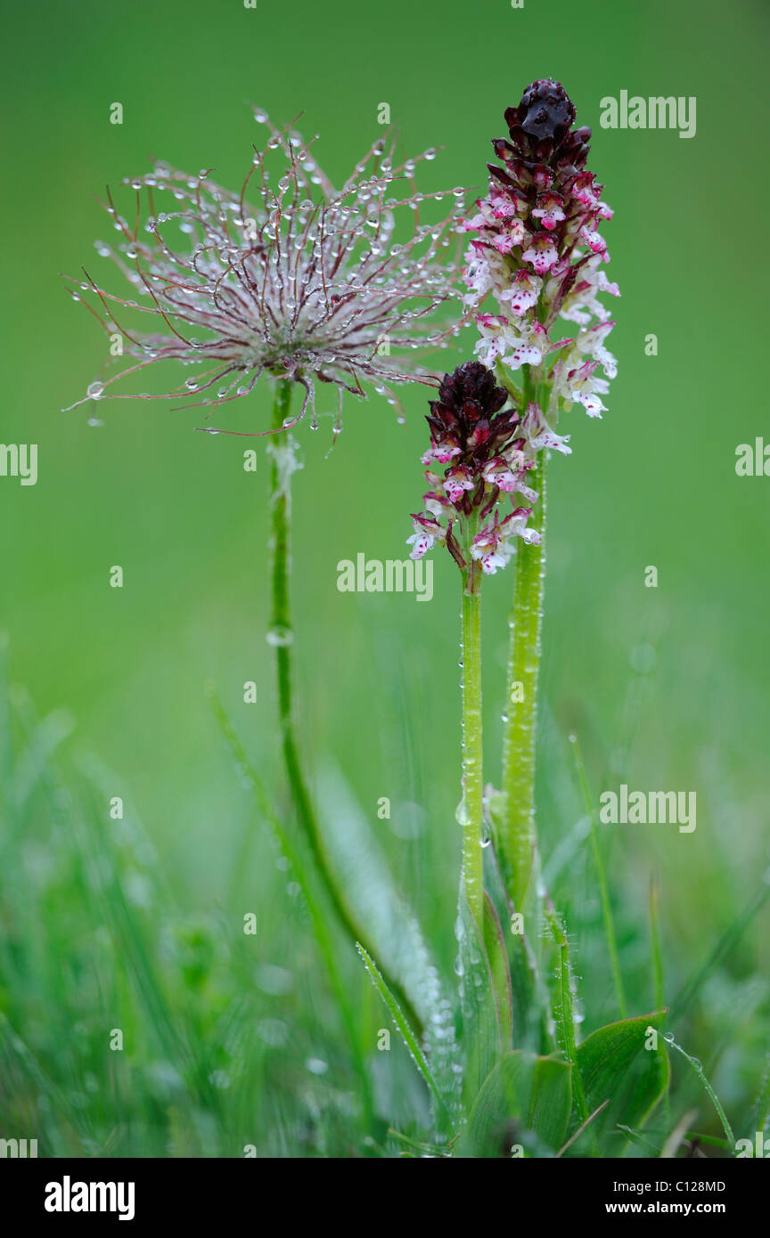 Lady Orchid (Orchis purpurea) et d'une inflorescence anémone pulsatille (Pulsatilla vulgaris), après la pluie Banque D'Images