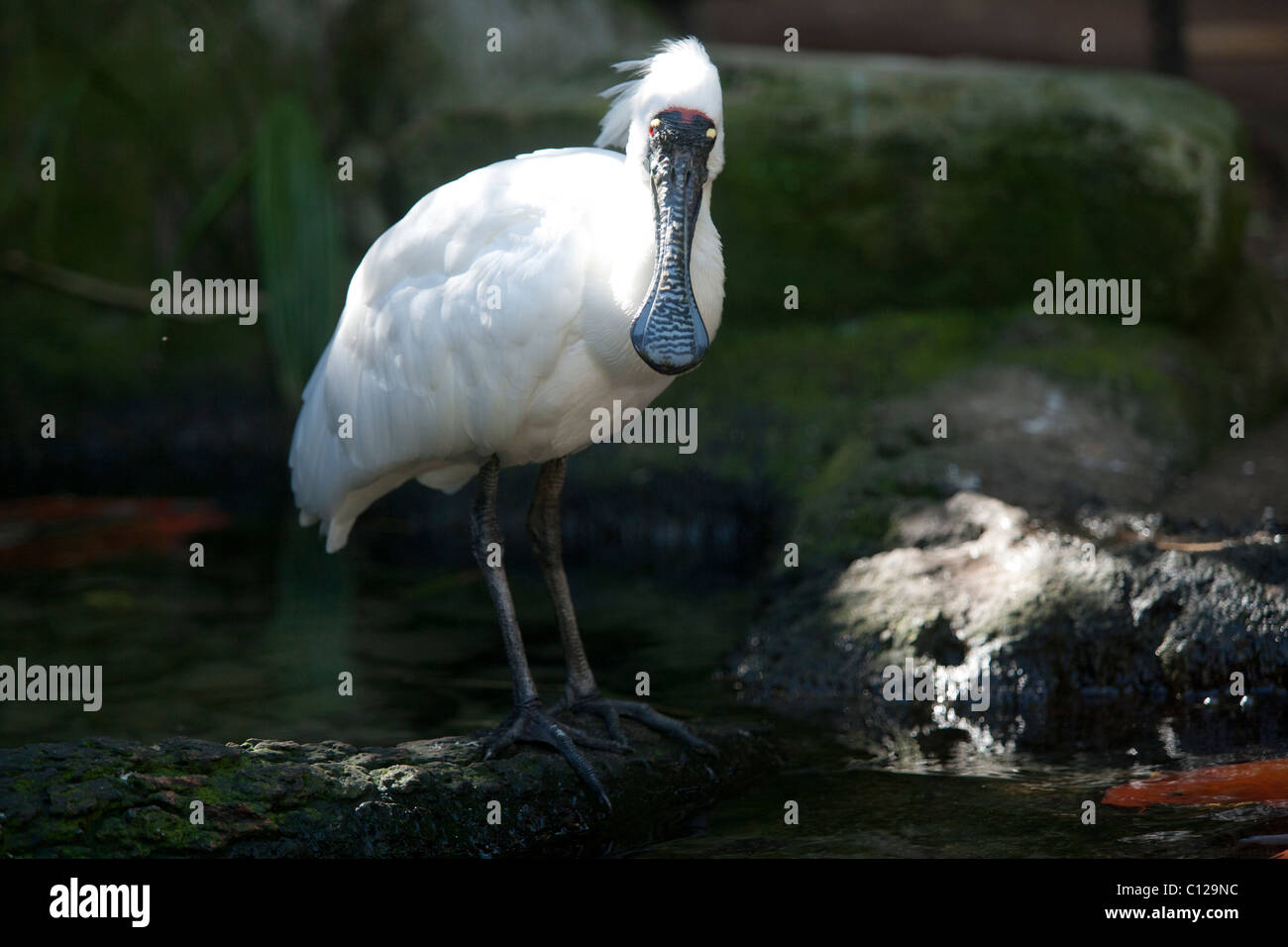 Spatule royale, Platalea regia, également connu sous le nom de Black-billed Spatule blanche. Endémique de marées en Australie. Banque D'Images