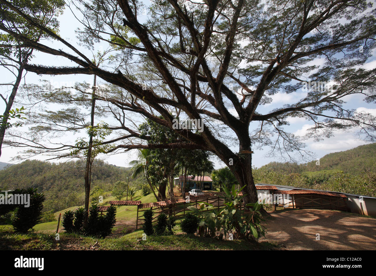 Un vieil arbre croissance préservée en face d'un ranch à San Jose, Costa Rica province Banque D'Images