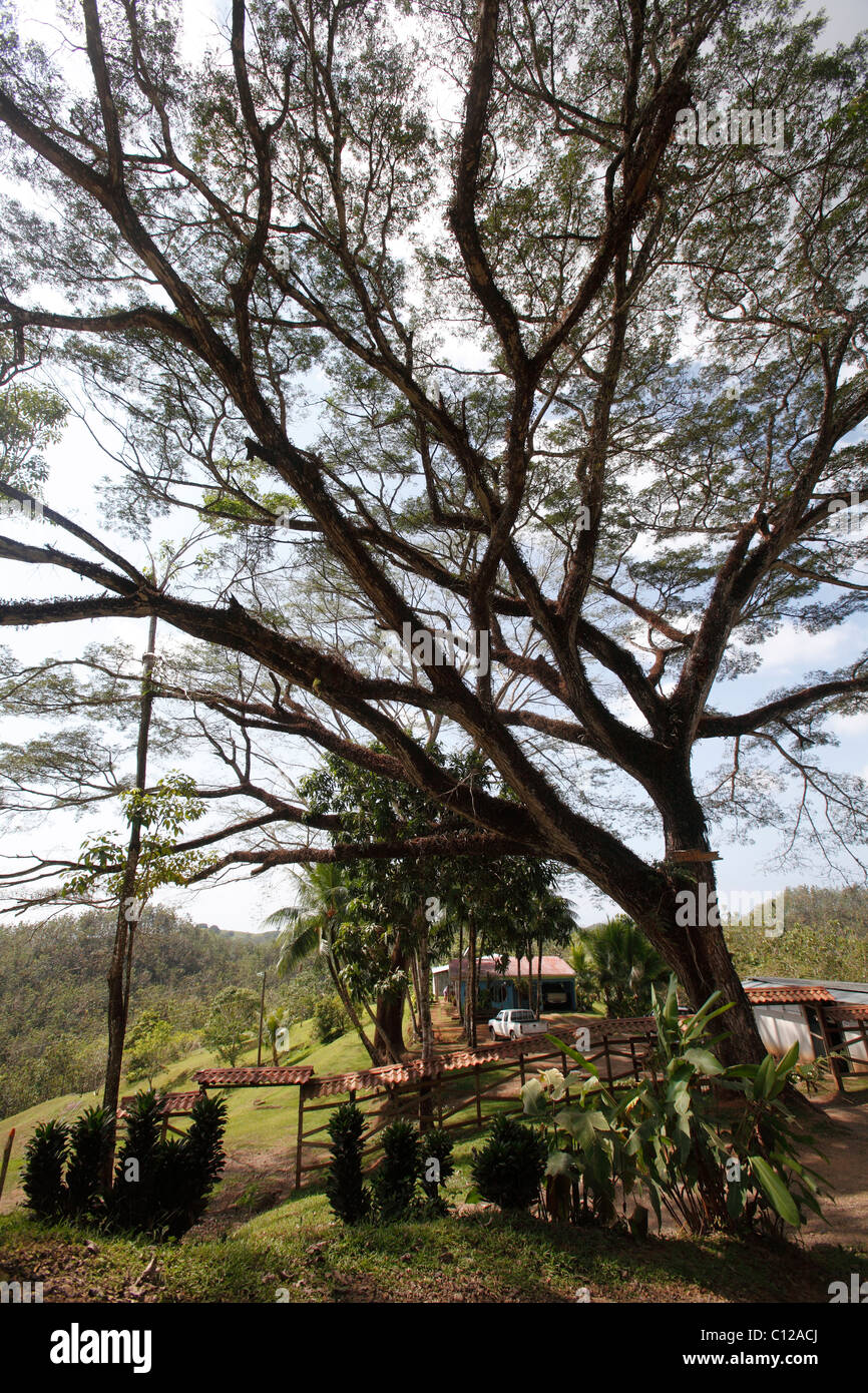 Un vieil arbre croissance préservée en face d'un ranch à San Jose, Costa Rica province Banque D'Images