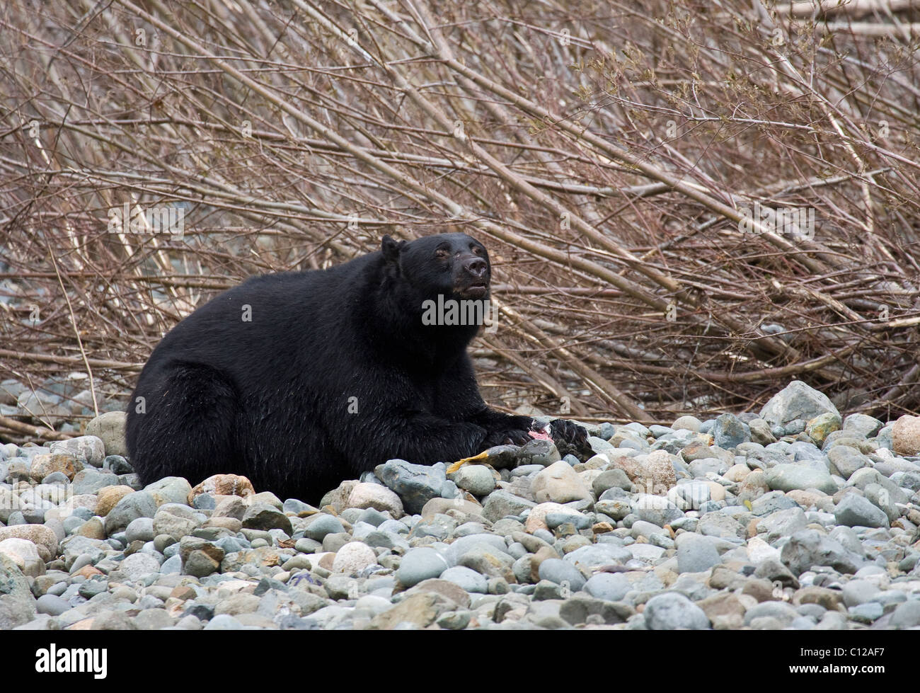 Ours noir situé au bord de la rivière Quatse salmon lit manger un Port Hardy l'île de Vancouver Banque D'Images