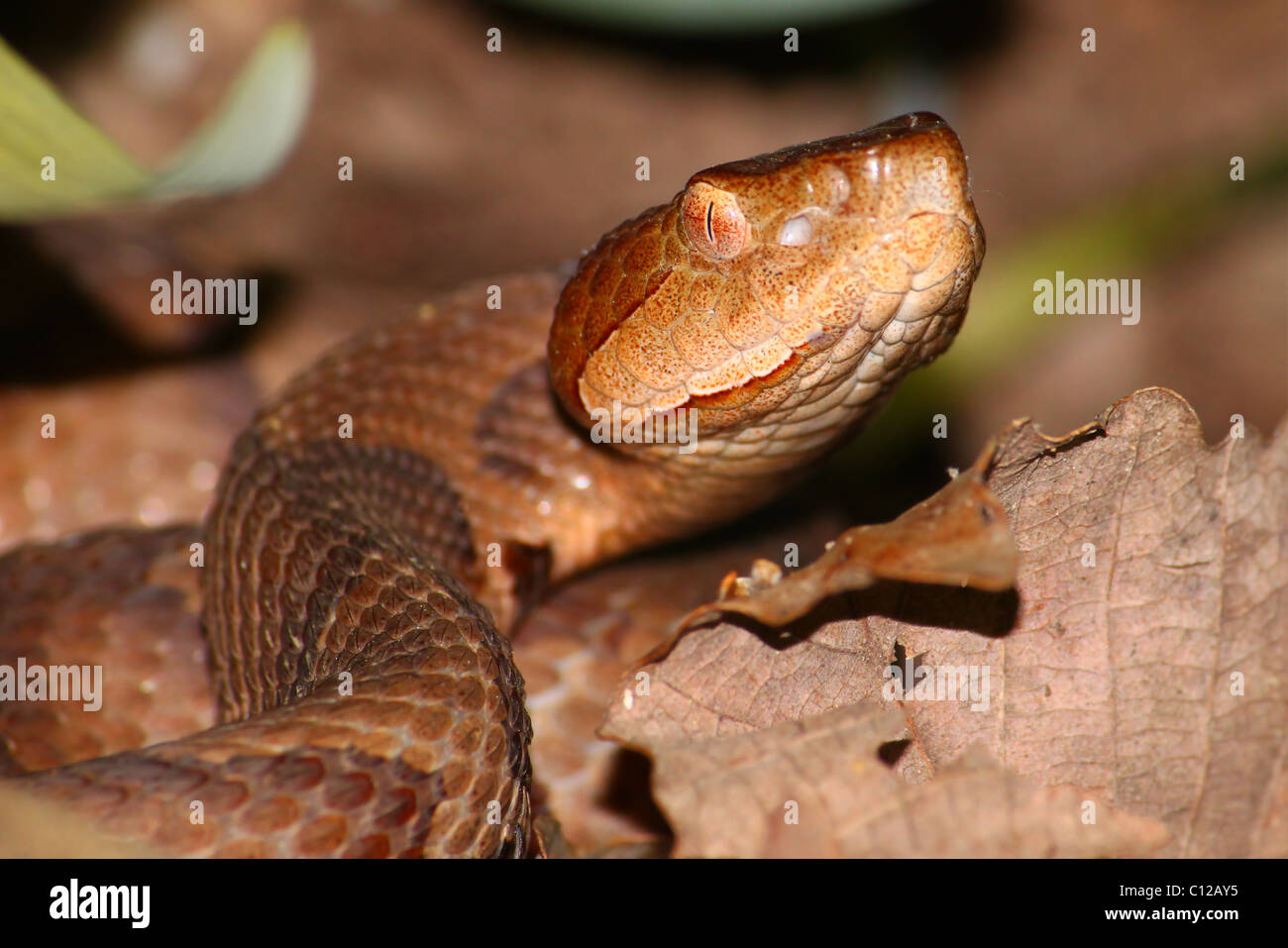 (Agkistrodon contortrix Copperhead Snake) Banque D'Images