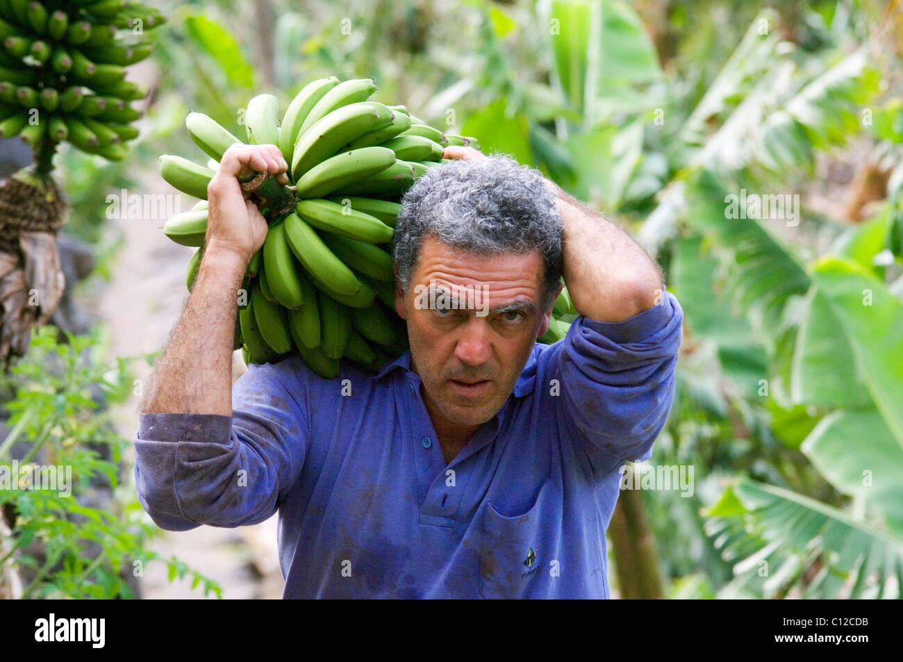 L'homme Local Farmer harvesting banane en bananeraie à hermigua sur l'île de La Gomera, aux Canaries Banque D'Images
