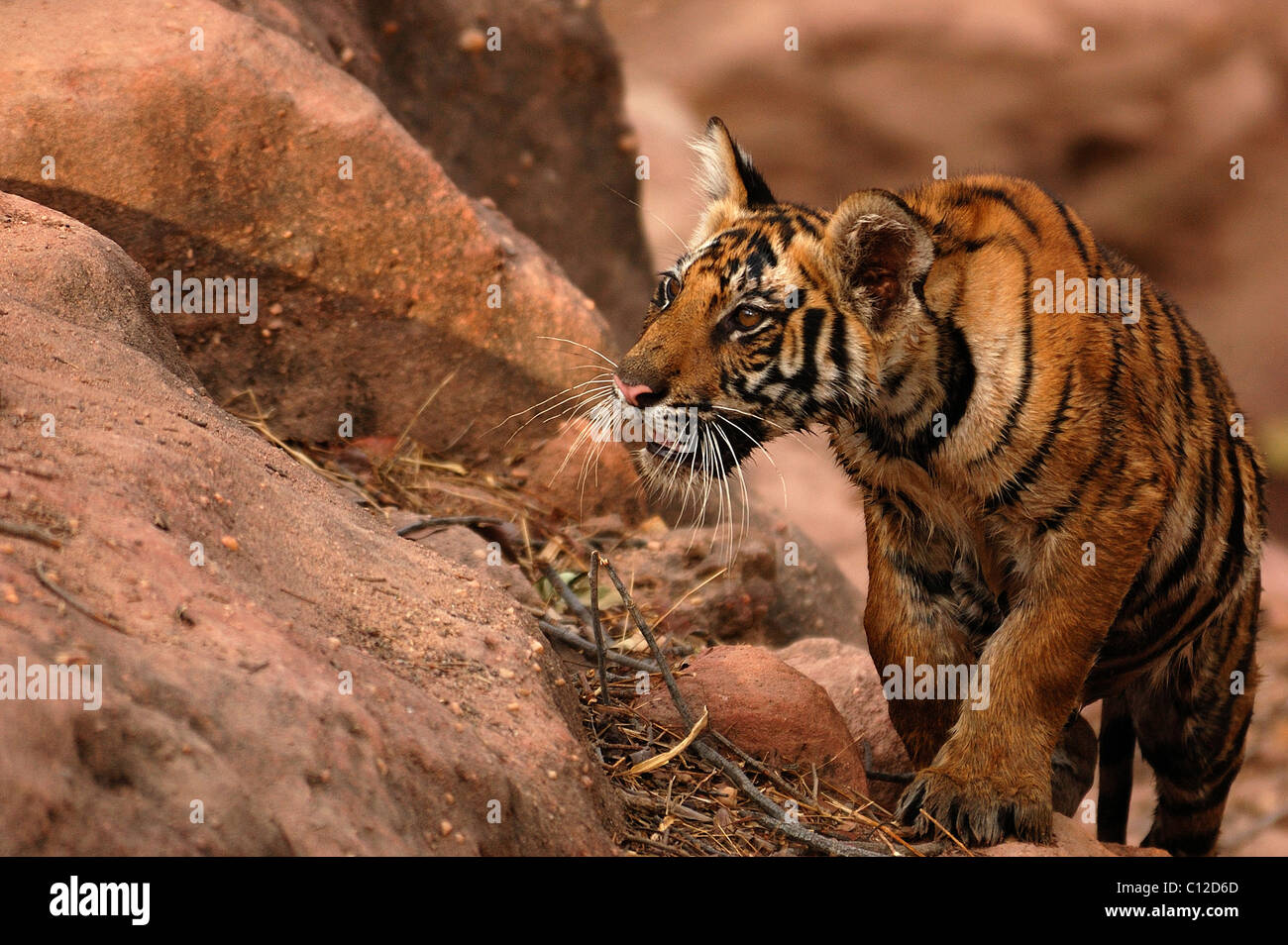 Un curieux tiger cub se glisse dans d'examiner plus à quelque chose qui a attiré son oeil. Banque D'Images