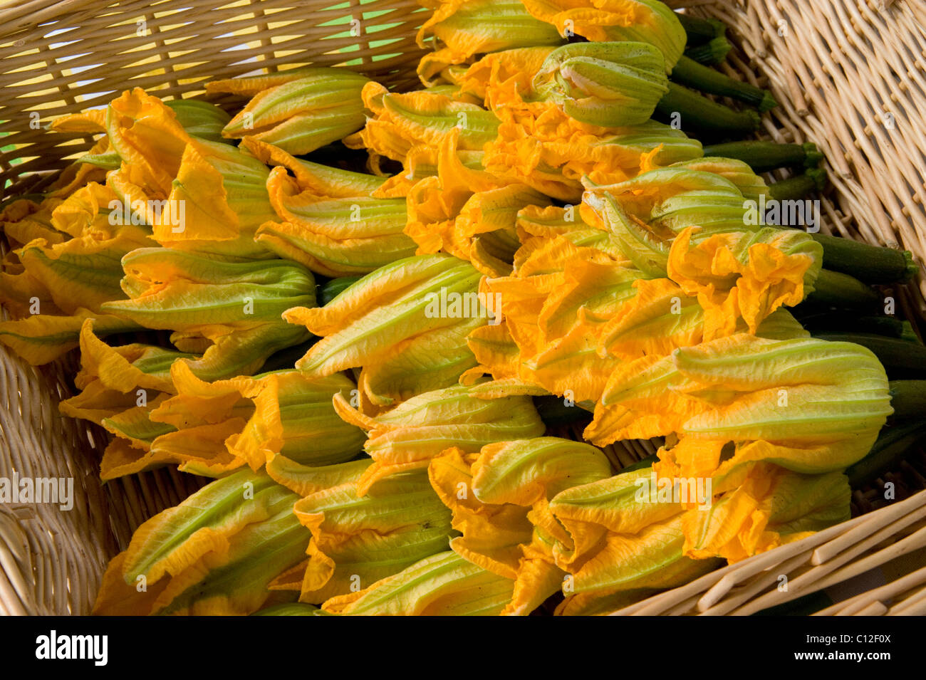 Fleurs de courgettes courgettes Banque D'Images