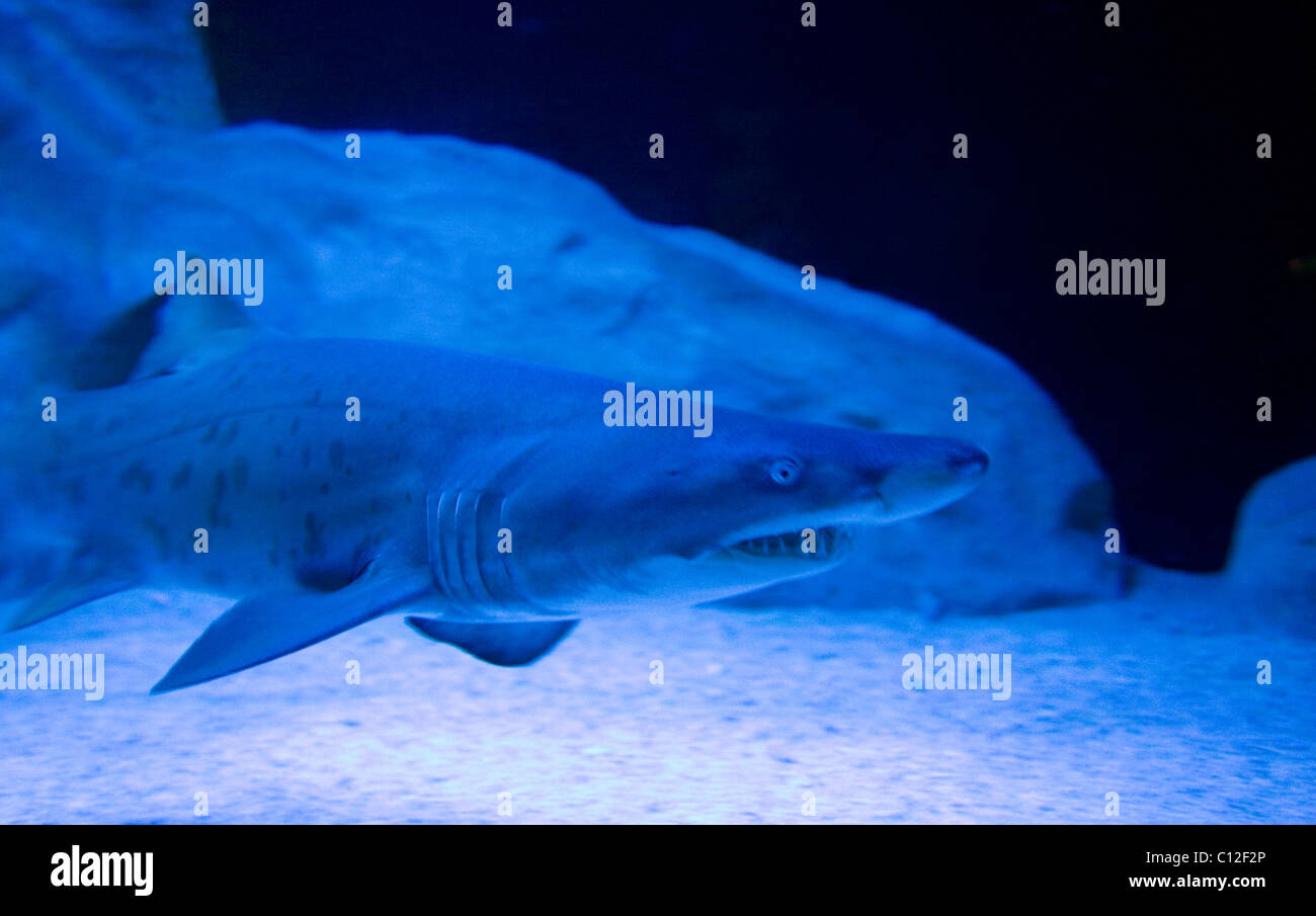 Ragged Tooth requins à l'Aquarium de Cape Town Banque D'Images