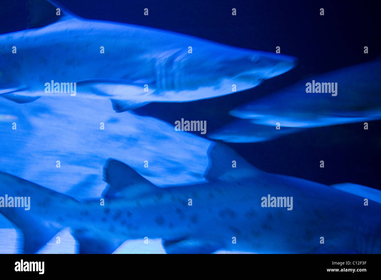 Ragged Tooth requins à l'Aquarium de Cape Town Banque D'Images